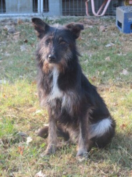 Adopter Abel