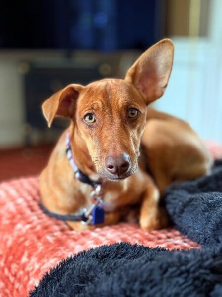 Adopter association PLUM
