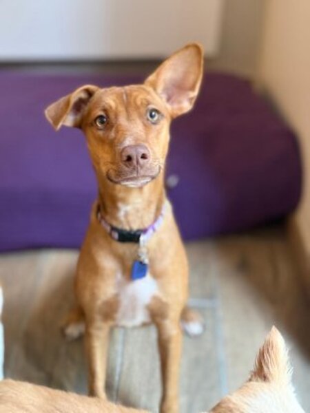 Adopter association PLUM