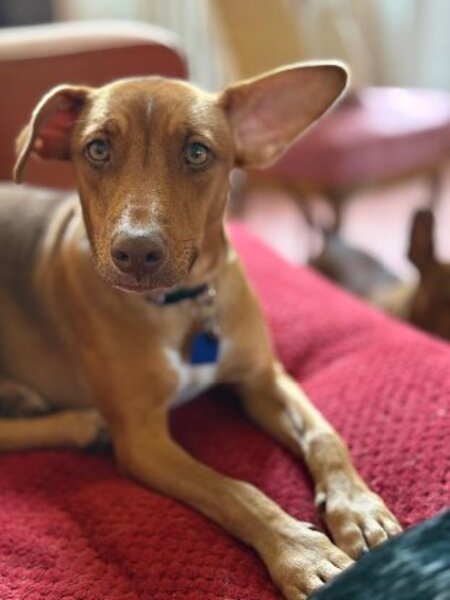 Adopter association PLUM