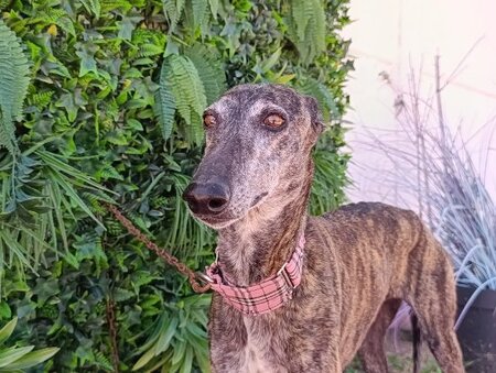 Adopter Acuarela