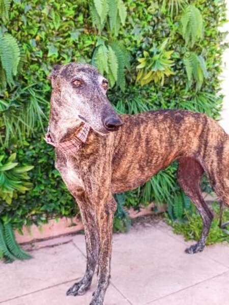 Adopter Acuarela
