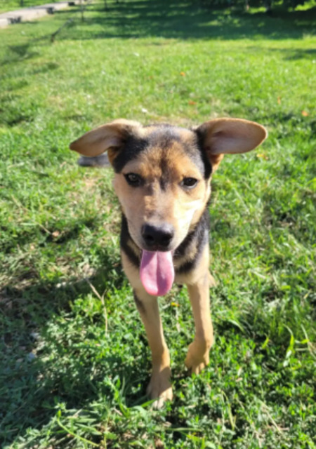 Adopter Adrian
