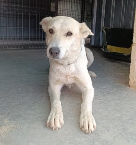 Adopter Africa