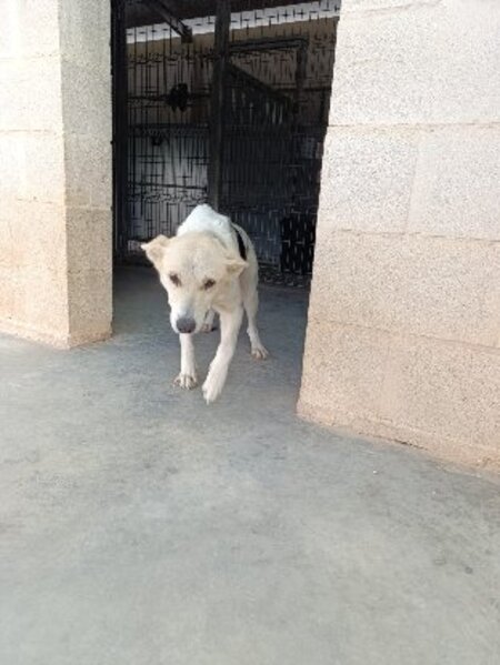 Adopter Africa