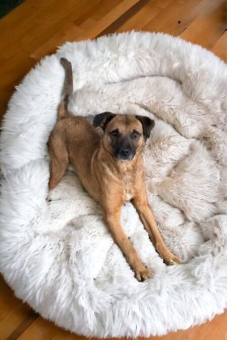 Adopter Alan
