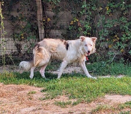 Adopter Alaska