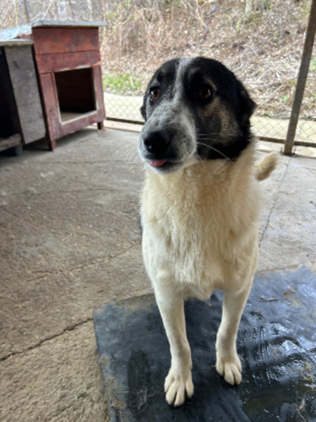 Adopter Alina