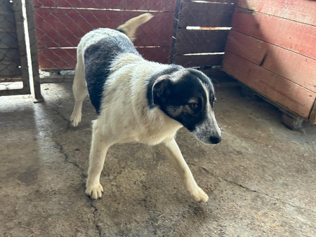Adopter Alina