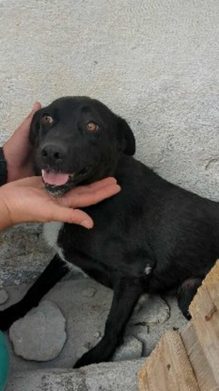 Adopter Alinea
