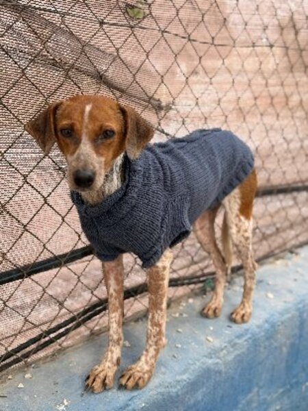 Adopter Alison