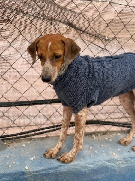 Adopter Alison