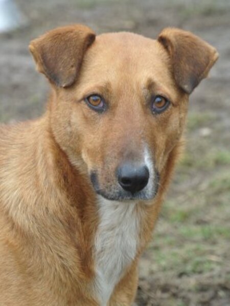 Adopter Alodia