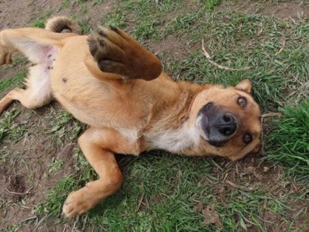 Adopter Alodia