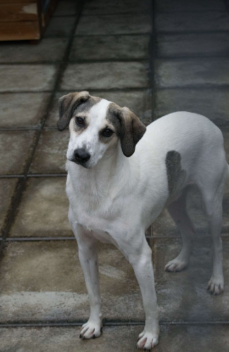 Adopter Alonzo