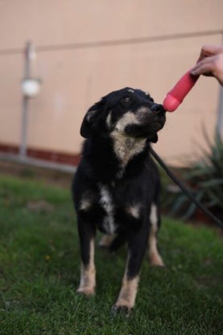 Adopter Alphonse