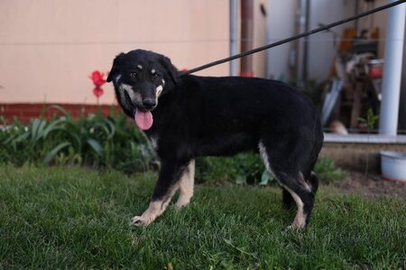 Adopter Alphonse