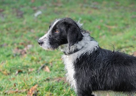 Adopter Alto