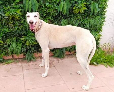 Adopter Amastista