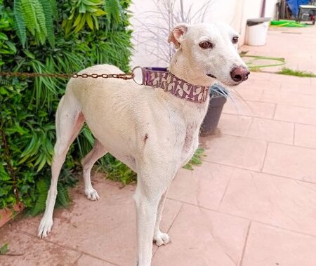 Adopter Amastista