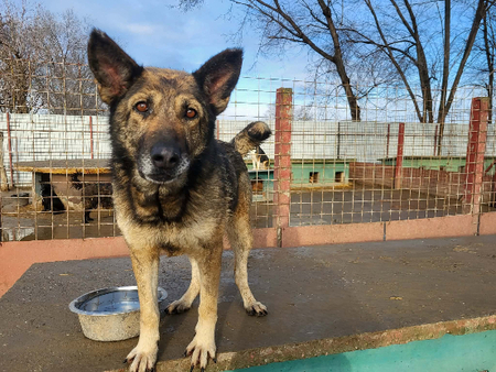 Adopter Amber