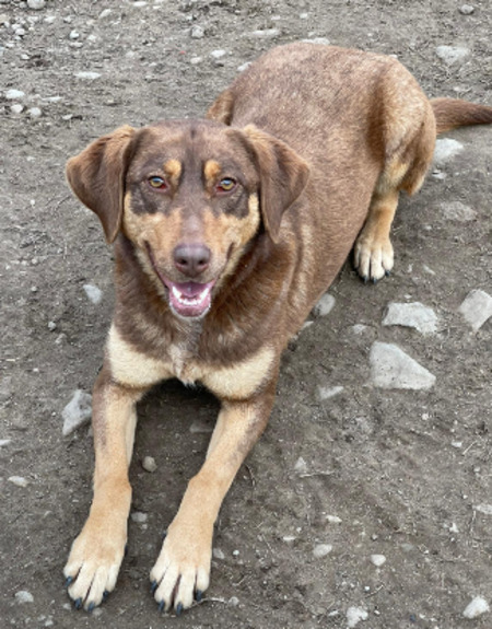 Adopter Ambra