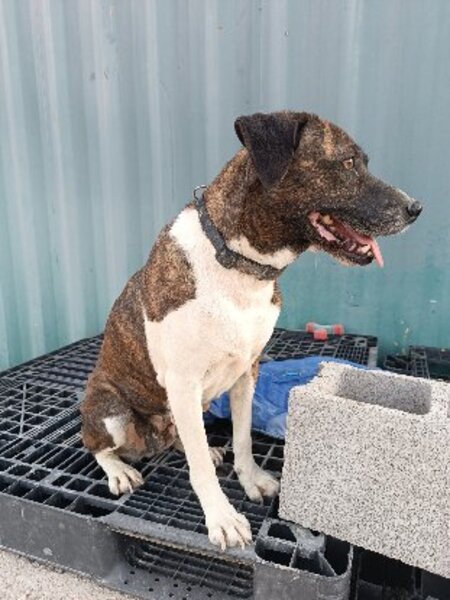 Adopter Ambra