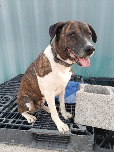 Adopter Ambra