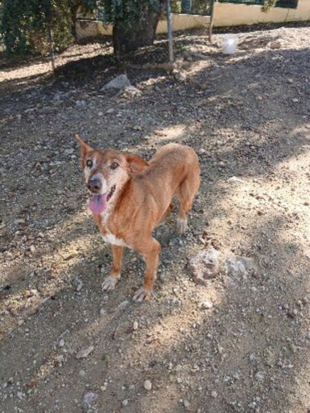 Adopter America