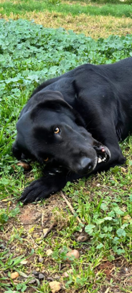 Adopter Amir