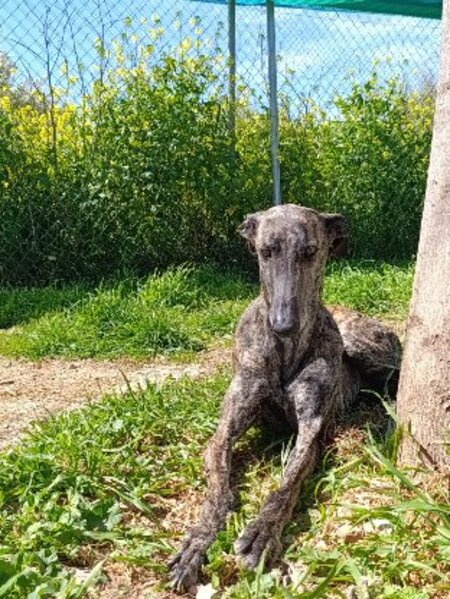 Adopter Amma