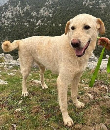 Adopter Amor