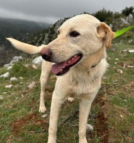Adopter Amor