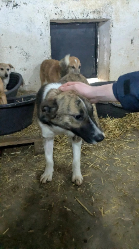 Adopter Amour