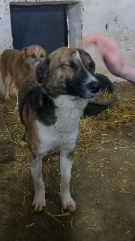 Adopter Amour