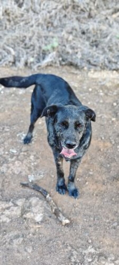 Adopter Andrea