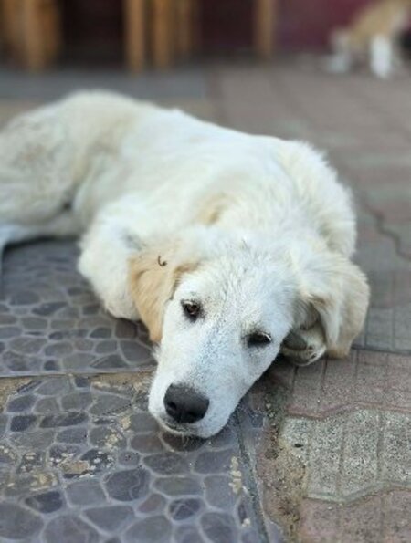 Adopter Andrea