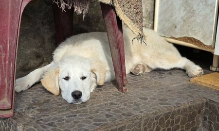 Adopter Andrea