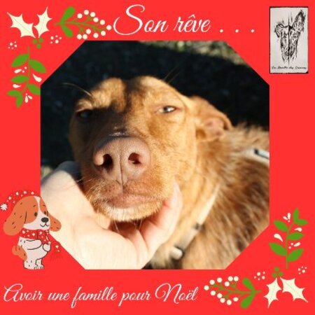 Adopter Andreu