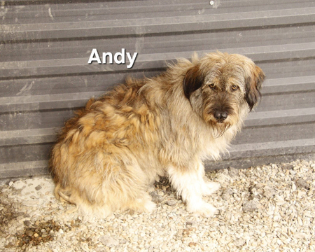 Adopter Andy
