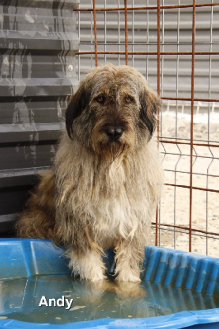 Adopter Andy