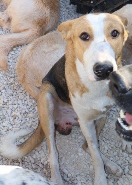 Adopter Ange