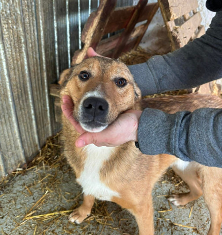 Adopter Angel