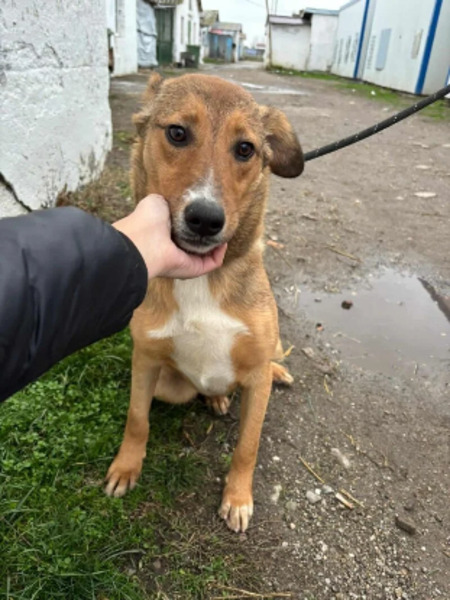 Adopter Angel