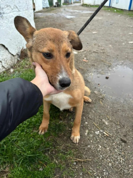 Adopter Angel