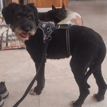 Adopter Anna
