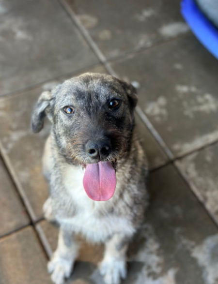Adopter Annalise