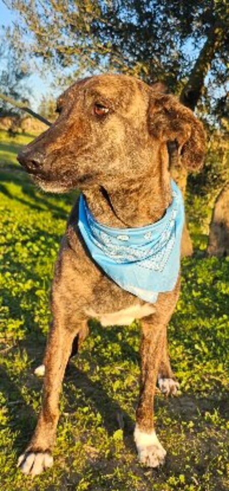 Adopter Anubis