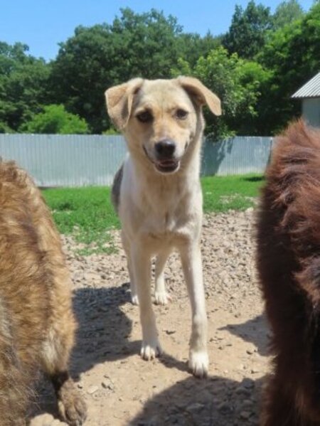 Adopter Apaloosa