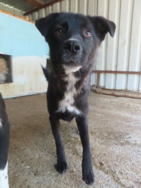 Adopter Aponia
